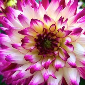 Meet your Posher, Patricia